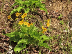 Balsamorhiza