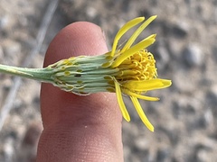 Adenophyllum cooperi