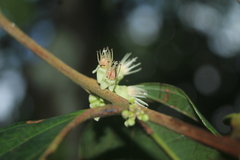 Piparea dentata
