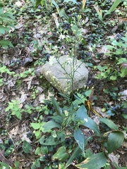 Symphyotrichum urophyllum