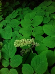 Aralia