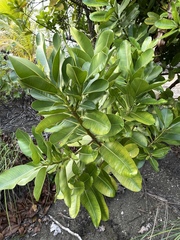 Calophyllum inophyllum