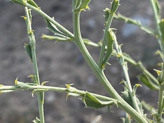 Adenophyllum cooperi