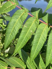 Stigmella intermedia