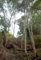 Eucalyptus camaldulensis