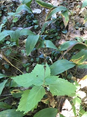 Symphyotrichum urophyllum