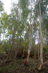 Eucalyptus camaldulensis