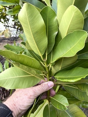 Calophyllum inophyllum