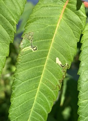 Stigmella intermedia