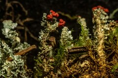 Cladonia bellidiflora