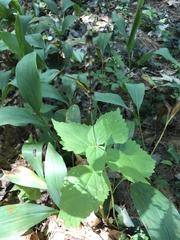 Symphyotrichum urophyllum