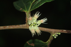 Piparea dentata