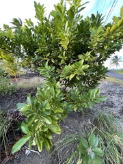 Calophyllum inophyllum