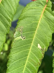 Stigmella intermedia