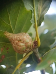 Andricus foecundatrix