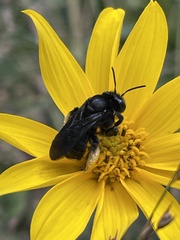 Melissodes bimaculatus