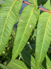 Stigmella intermedia