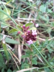 Thymus pulegioides