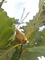 Andricus foecundatrix