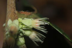 Piparea dentata