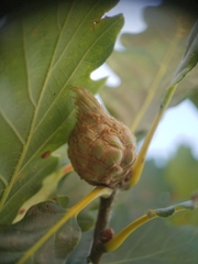 Andricus foecundatrix