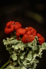 Cladonia bellidiflora