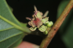 Piparea dentata