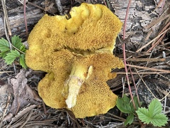 Suillus