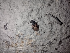 Oxycarenus lavaterae