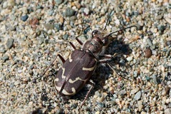 Cicindela tranquebarica