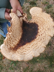 Cerioporus squamosus