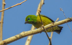 Chlorophonia cyanea