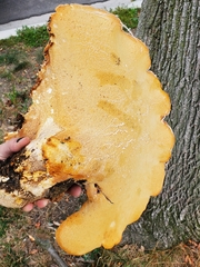 Cerioporus squamosus