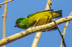 Chlorophonia cyanea