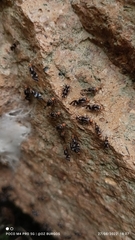 Cerastipsocus trifasciatus