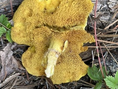 Suillus