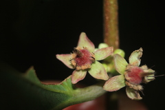 Piparea dentata