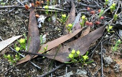 Brachyscome perpusilla