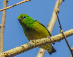 Chlorophonia cyanea