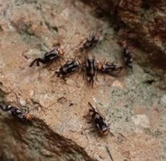 Cerastipsocus trifasciatus