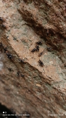 Cerastipsocus trifasciatus