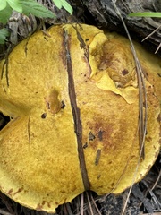 Suillus