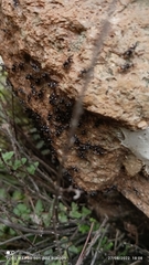 Cerastipsocus trifasciatus