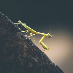 Stagmomantis limbata