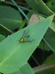 Condylostylus longicornis