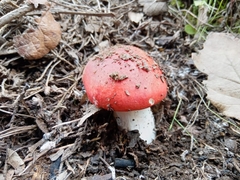 Russula emetica