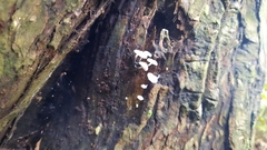 Marasmius capillaris