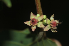 Piparea dentata