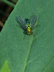 Condylostylus longicornis