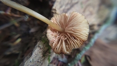 Entoloma formosum